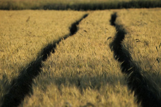 Środki sprzyjające regulacji pokroju zbóż ozimych