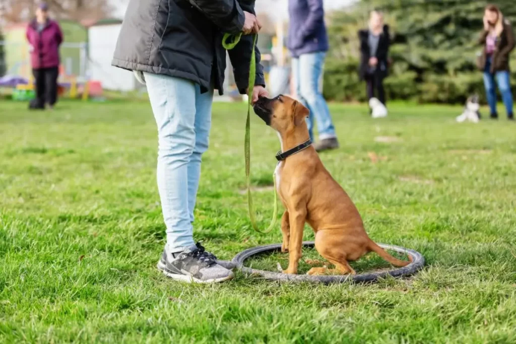 Szkolenie psów - jak zmotywować pupila?