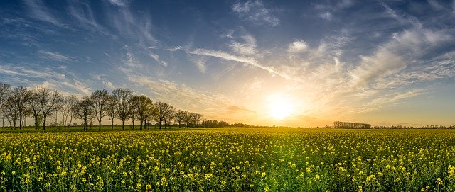Technologia powschodowa – jak skutecznie działać, gdy chwasty już wzeszły?